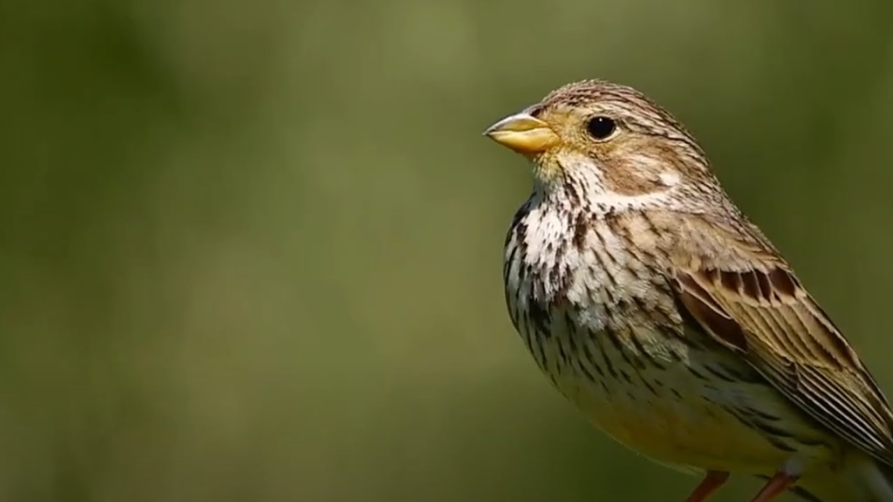 Naturaleza y Birdwatching en la Comunidad Valenciana: Un Para&iacute;so para los Birdwatchers